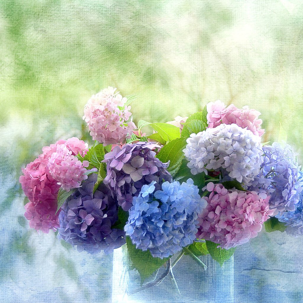 Обои цветы, букет, ваза, гортензии, flowers, bouquet, vase, hydrangeas разрешение 2560x1600 Загрузить