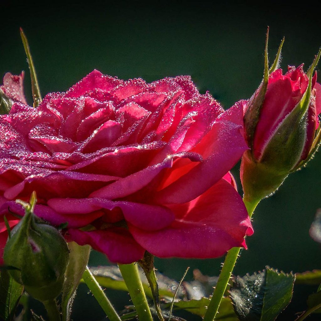 Обои макро, цветок, капли, роза, macro, flower, drops, rose разрешение 1920x1200 Загрузить