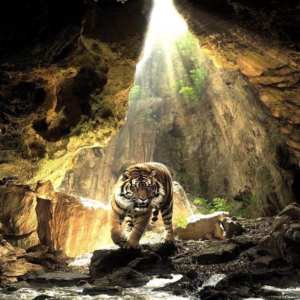 Обои тигр, животные, хищник, пещера, дикая природа, tiger, animals, predator, cave, wildlife разрешение 1920x1080 Загрузить
