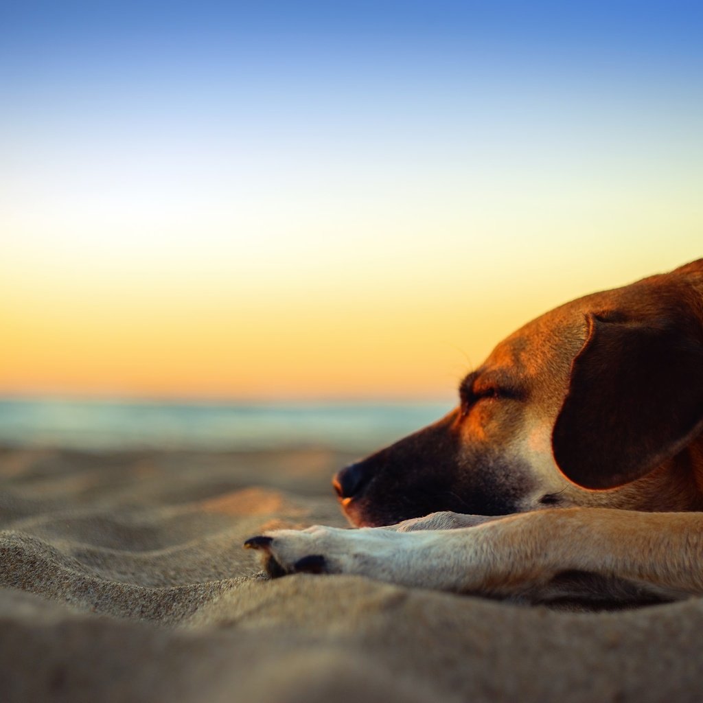 Обои закат, cобака, море, приморский, песок, sleepin, пляж, собака, сумерки, песка, dusk, полумрак, мечтает, dreams, sunset, sea, seaside, sand, beach, dog, twilight разрешение 2048x1365 Загрузить