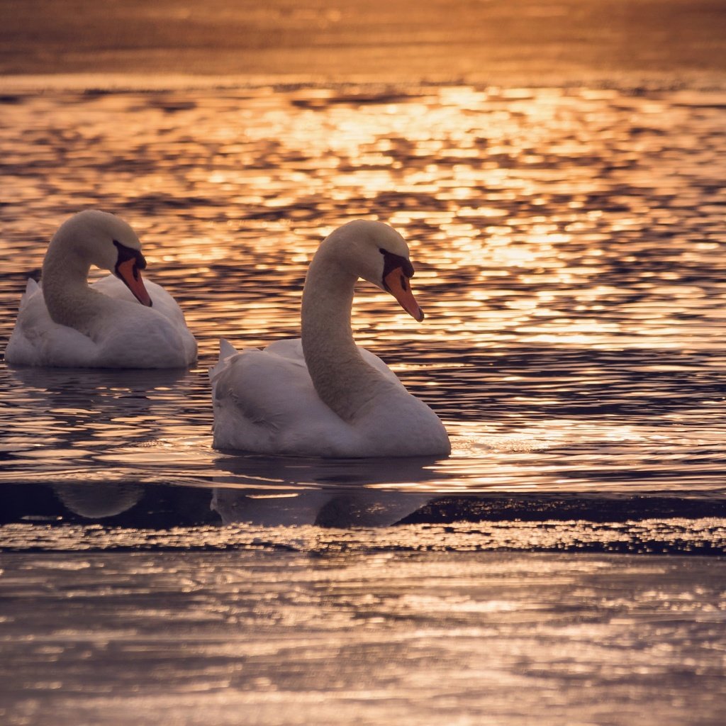 Обои озеро, couple, полумрак, закат, отражение, птицы, пара, сумерки, лебеди, dusk, лейка, lake, sunset, reflection, birds, pair, twilight, swans разрешение 2048x1356 Загрузить