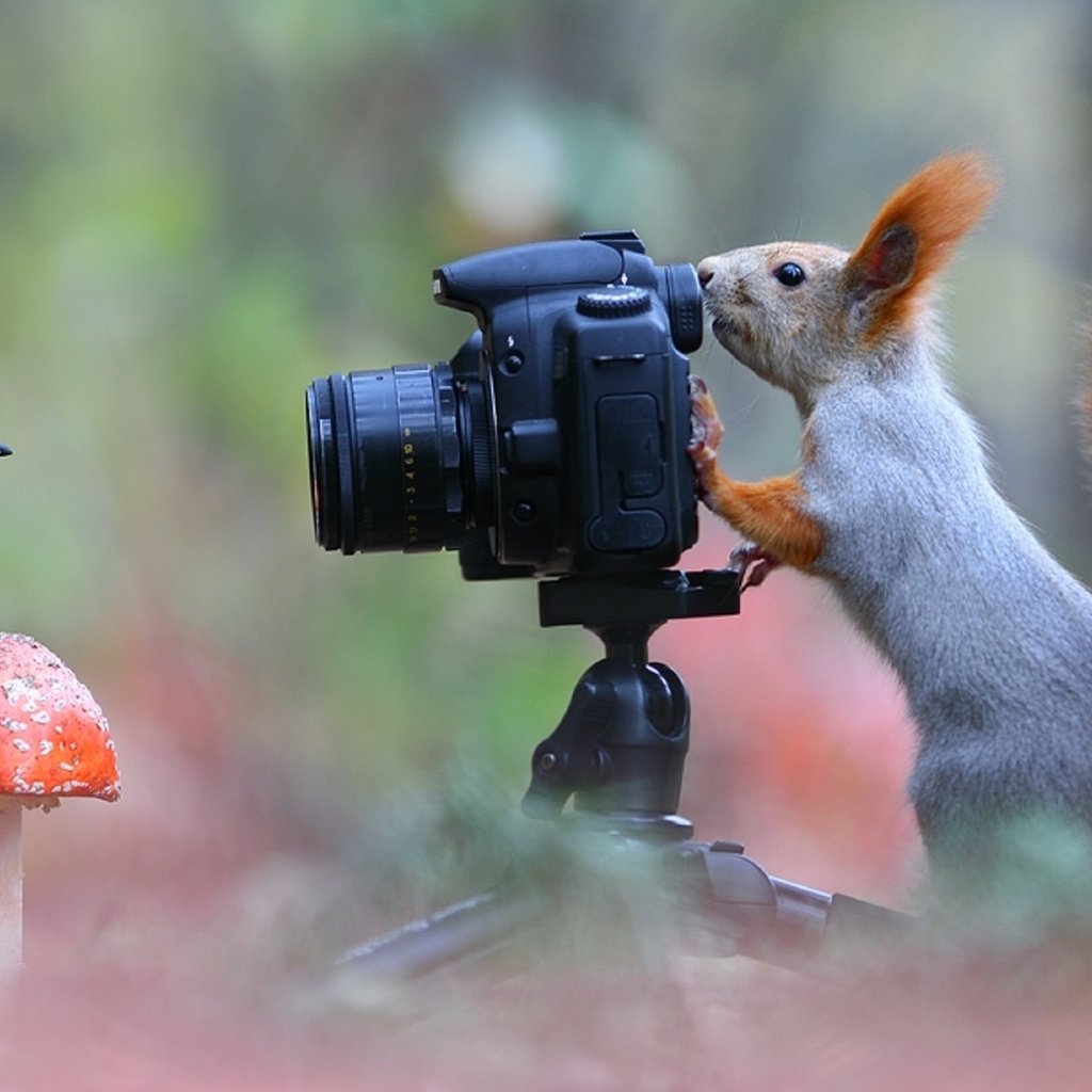 Обои поза, фотоаппарат, белка, синица, лесной фотограф, pose, the camera, protein, tit, forest photographer разрешение 1920x1080 Загрузить