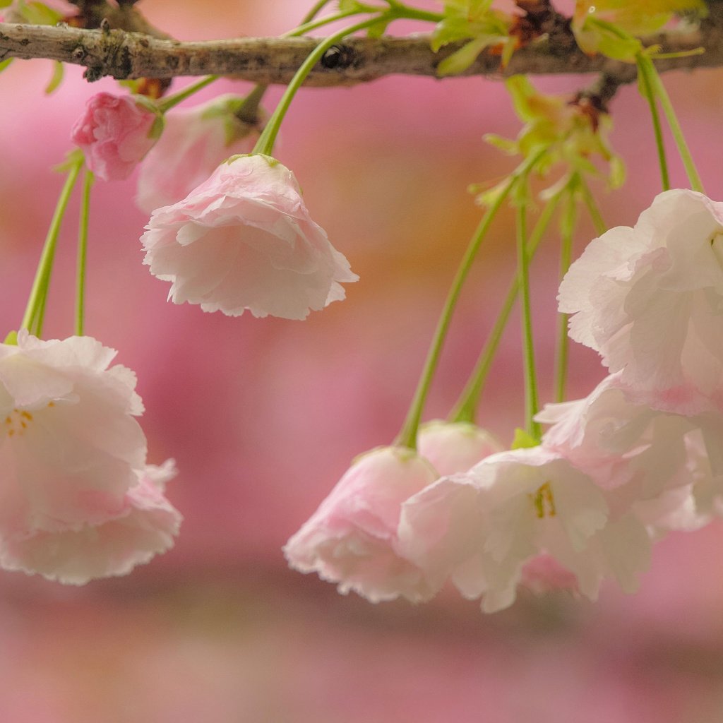 Обои цветы, ветка, цветение, макро, вишня, сакура, flowers, branch, flowering, macro, cherry, sakura разрешение 2048x1365 Загрузить