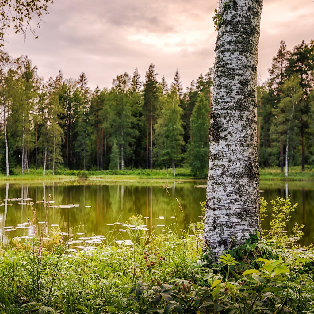 Обои озеро, природа, лес, береза, lake, nature, forest, birch разрешение 1920x1200 Загрузить