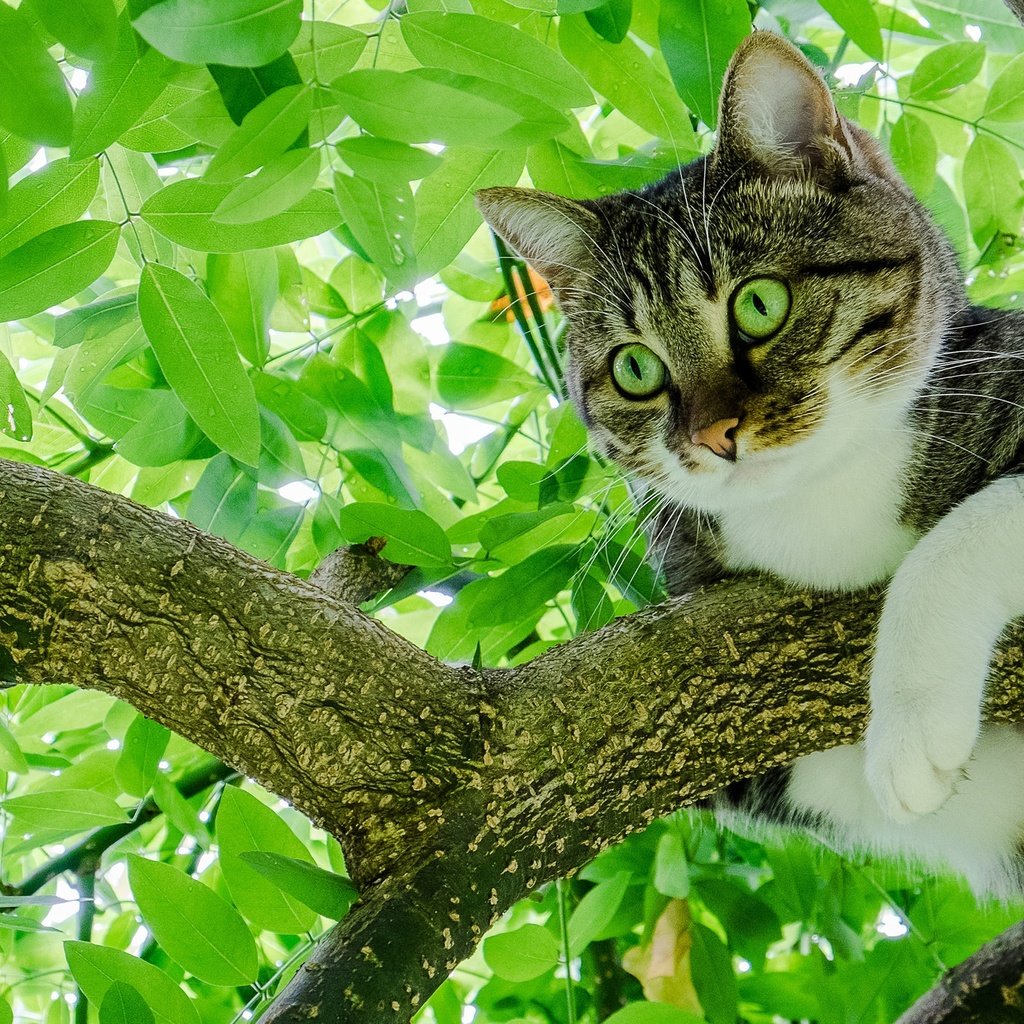 Обои дерево, листья, кот, мордочка, лето, кошка, взгляд, лапки, tree, leaves, cat, muzzle, summer, look, legs разрешение 2048x1365 Загрузить