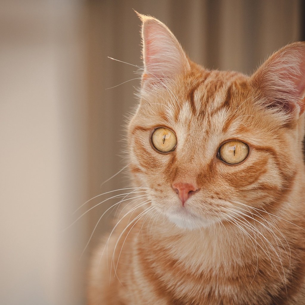 Обои портрет, кот, мордочка, кошка, взгляд, рыжая кошка, portrait, cat, muzzle, look, red cat разрешение 2048x1366 Загрузить