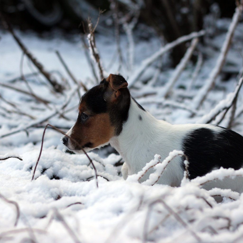 Обои снег, зима, собака, щенок, джек-рассел-терьер, snow, winter, dog, puppy, jack russell terrier разрешение 5184x3456 Загрузить