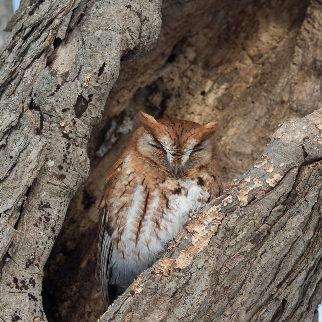 Обои сова, дерево, спит, птица, кора, дупло, owl, tree, sleeping, bird, bark, the hollow разрешение 2047x1270 Загрузить