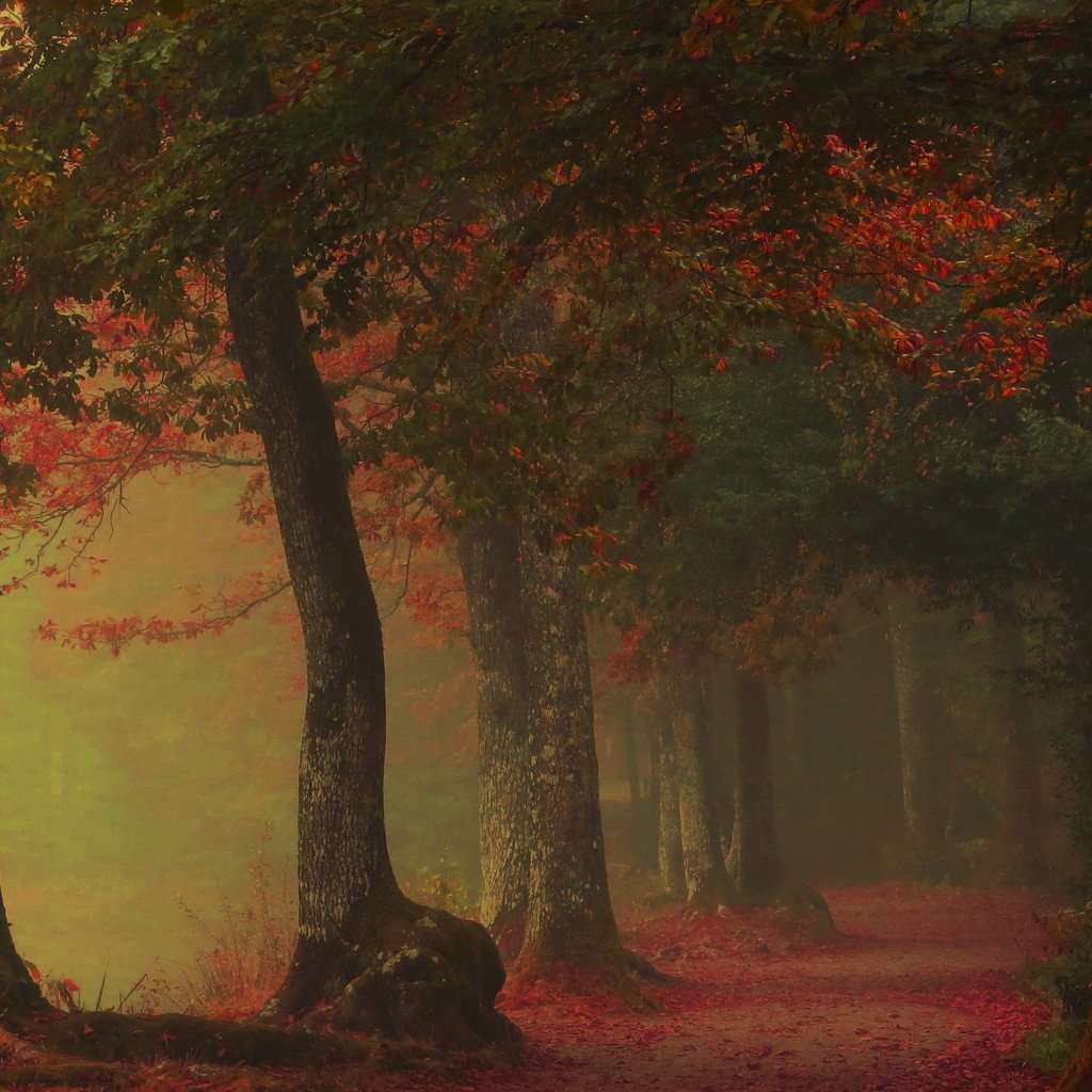 Обои деревья, листья, туман, дорожка, осень, аллея, trees, leaves, fog, track, autumn, alley разрешение 2560x1496 Загрузить