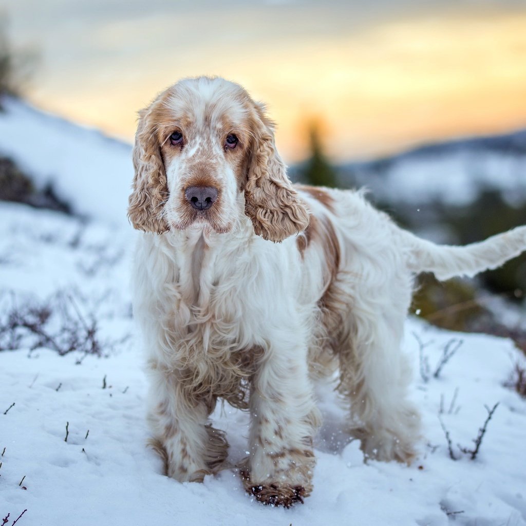 Обои зима, взгляд, собака, друг, winter, look, dog, each разрешение 2048x1365 Загрузить