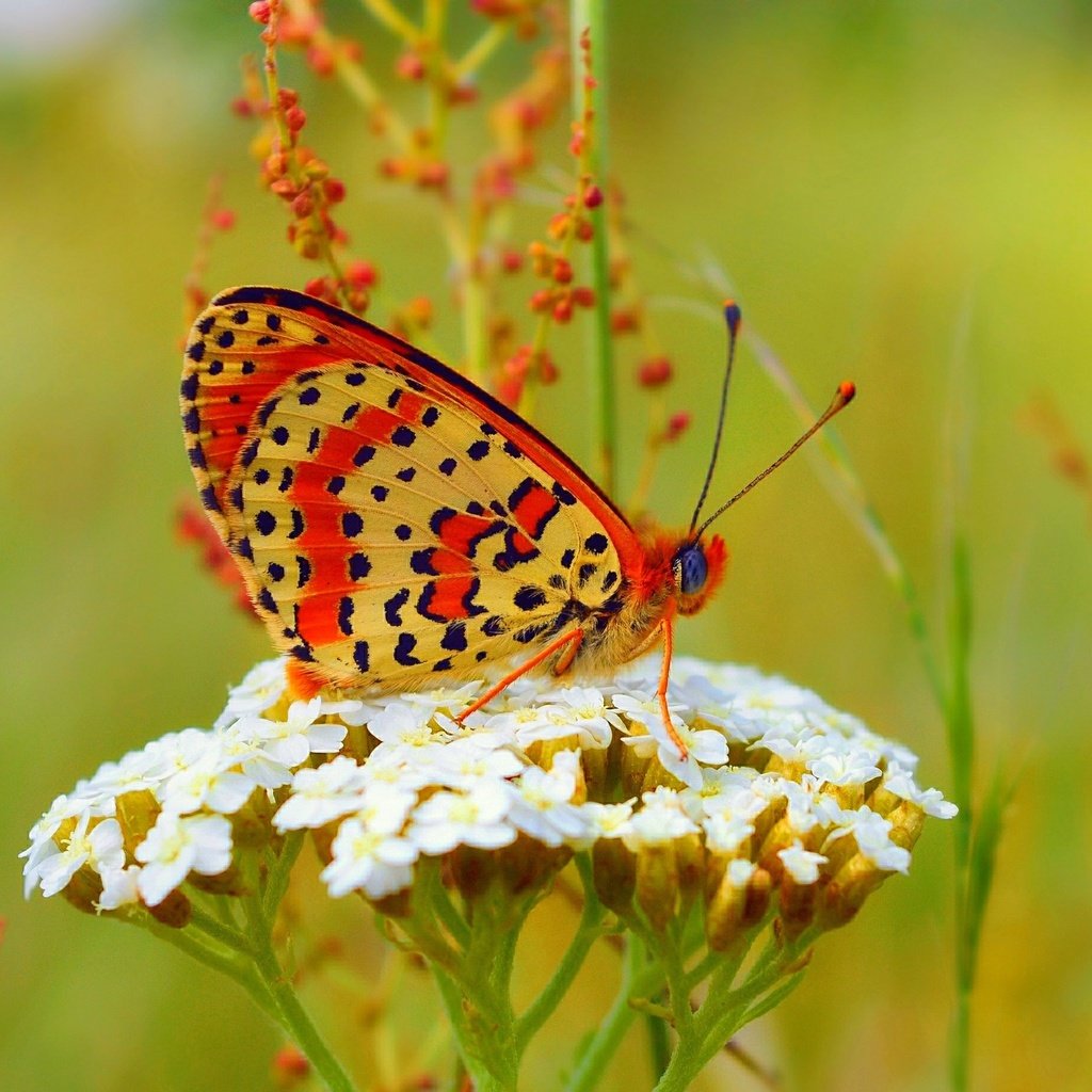 Обои бабочка, цветочки, боке,  цветы, butterfly, flowers, bokeh разрешение 3000x1841 Загрузить