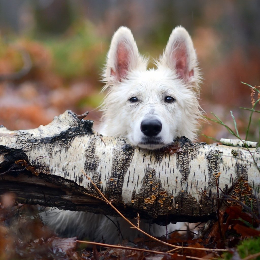 Обои дерево, взгляд, собака, tree, look, dog разрешение 2048x1193 Загрузить