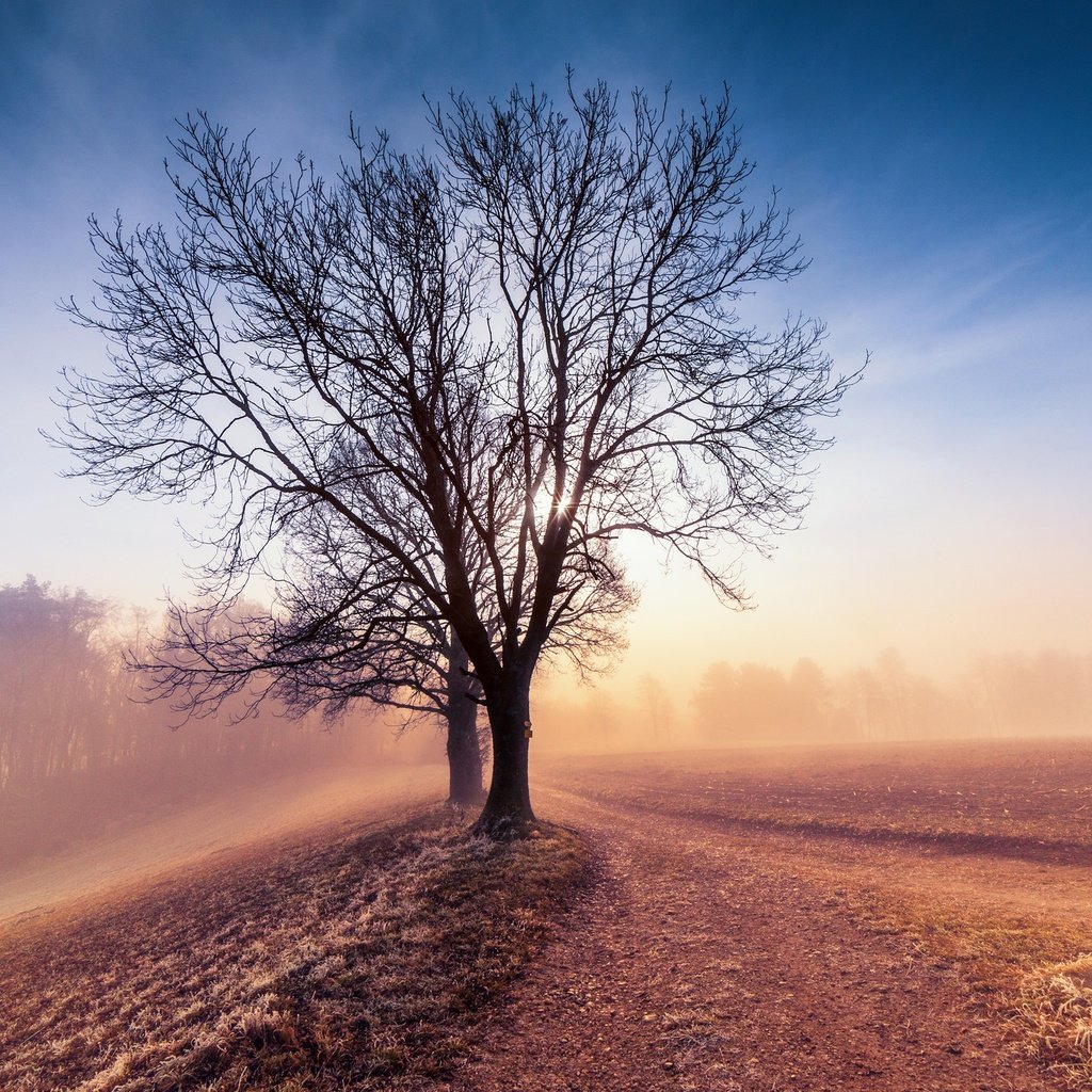 Обои небо, дерево, утро, туман, поле, рассвет, the sky, tree, morning, fog, field, dawn разрешение 2048x1365 Загрузить