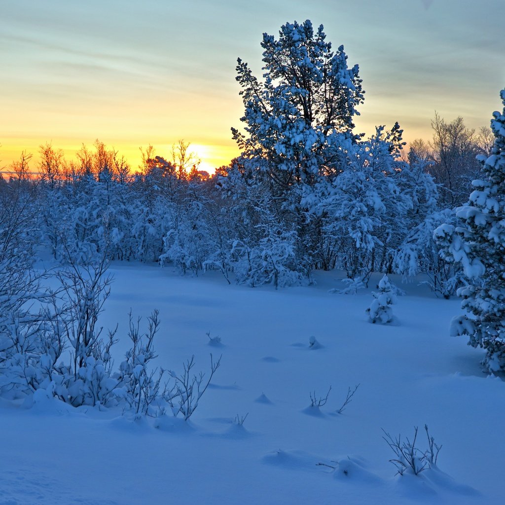 Обои деревья, снег, закат, зима, кусты, норвегия, норвегии, hedmark fylke, nordli, хедмарк, hedmark, trees, snow, sunset, winter, the bushes, norway разрешение 4608x2592 Загрузить
