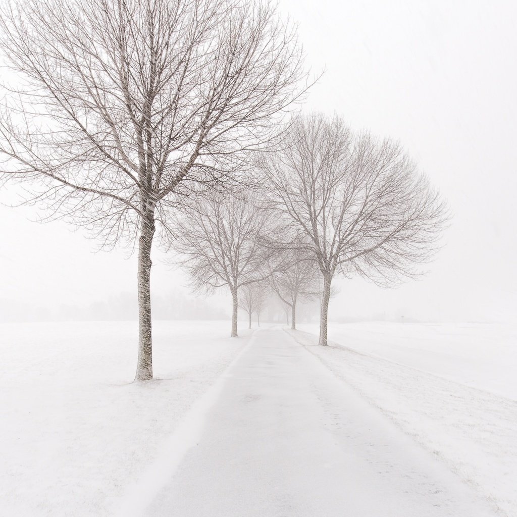 Обои дорога, деревья, снег, зима, метель, road, trees, snow, winter, blizzard разрешение 2048x1365 Загрузить