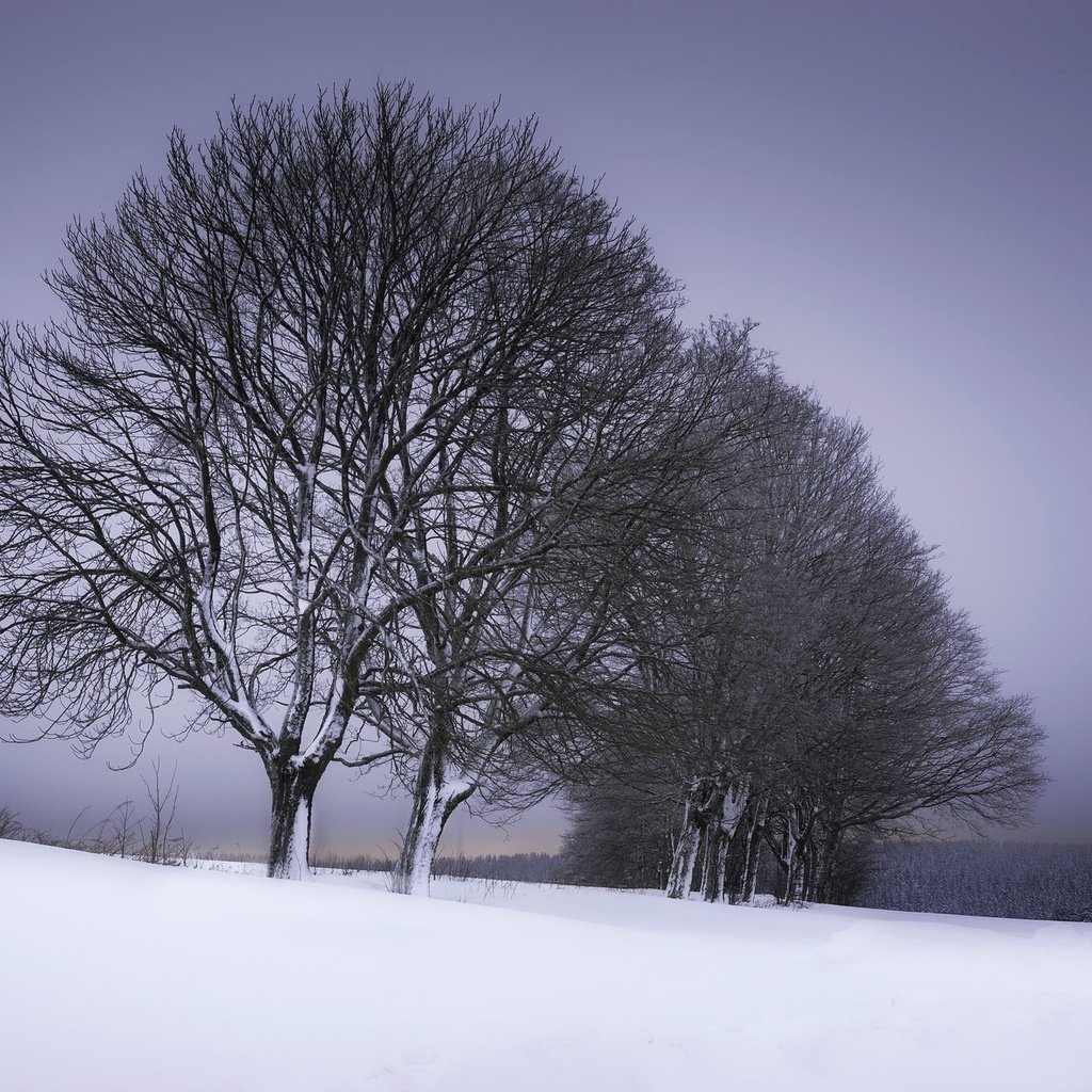 Обои деревья, снег, зима, trees, snow, winter разрешение 2048x1363 Загрузить