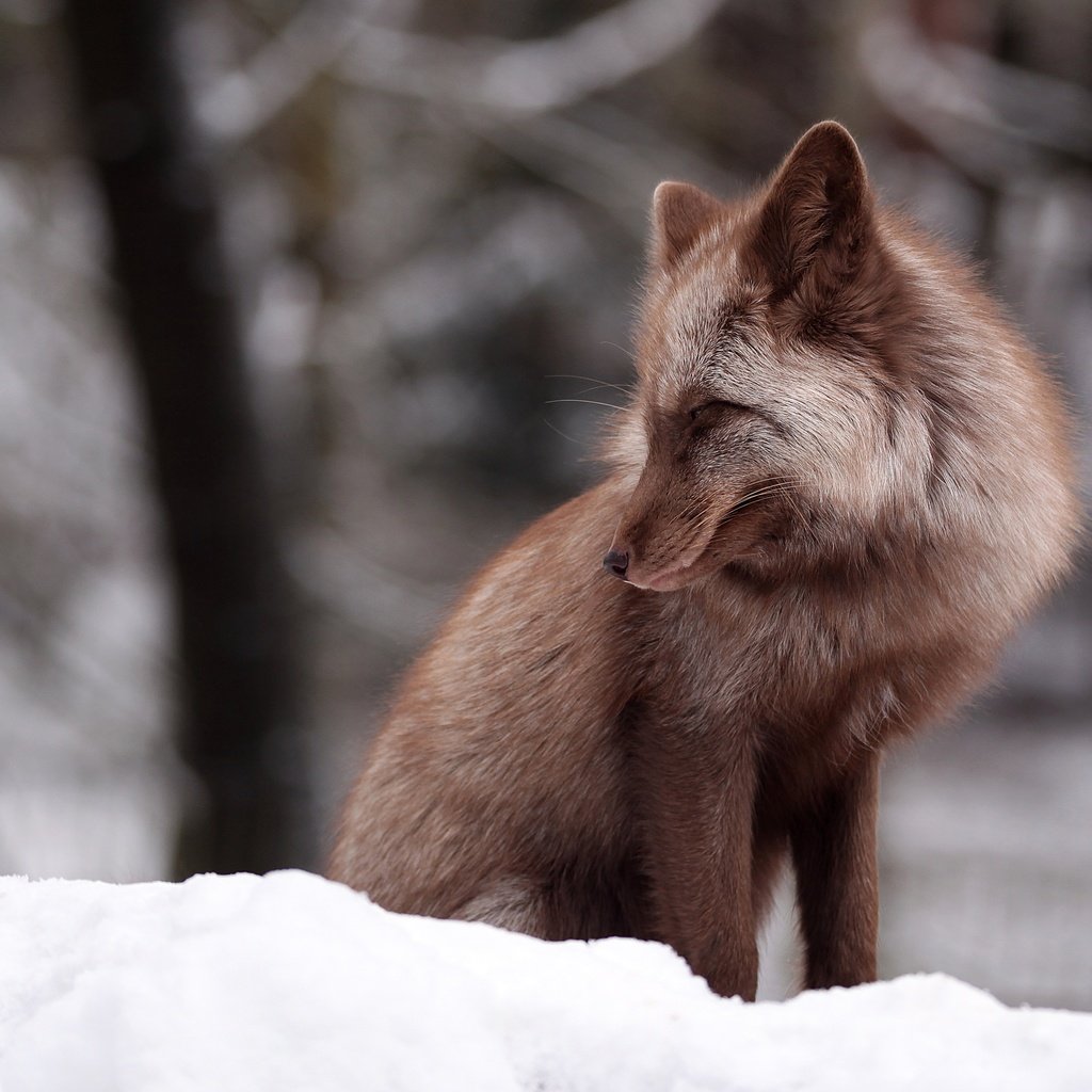 Обои снег, зима, лиса, боке, snow, winter, fox, bokeh разрешение 4846x3231 Загрузить