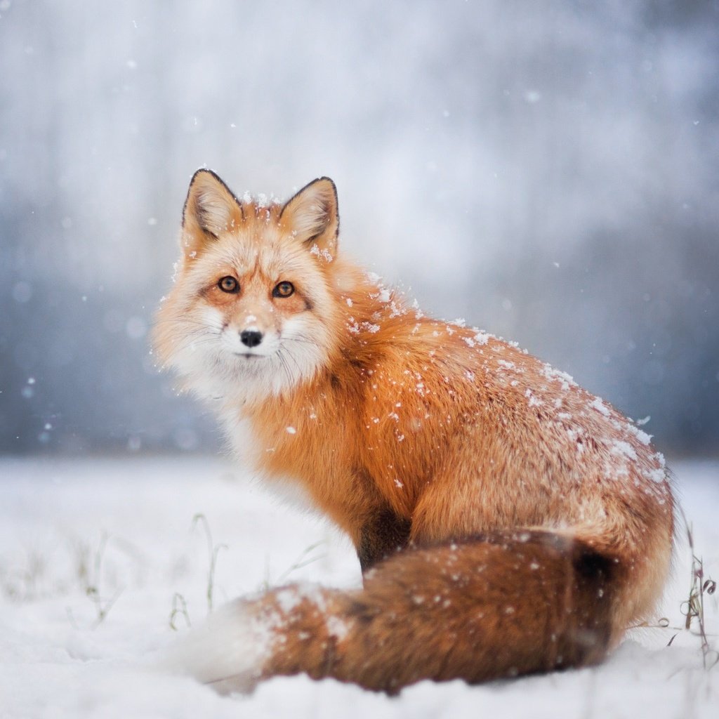 Обои снег, зима, лиса, лисица, snow, winter, fox разрешение 2048x1365 Загрузить