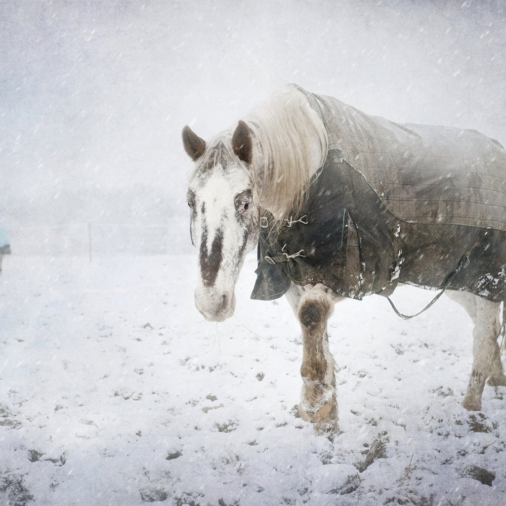 Обои снег, зима, холод, конь, snow, winter, cold, horse разрешение 2048x1363 Загрузить