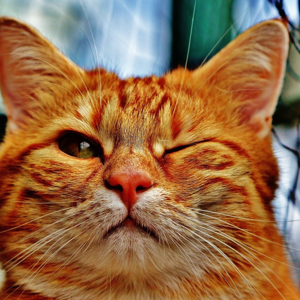 Радостный рыжий кот