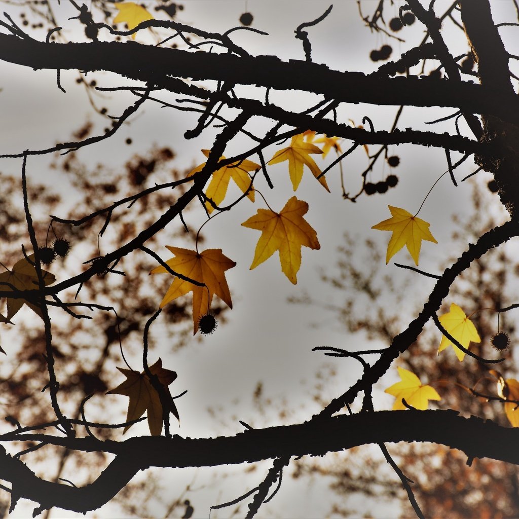 Обои природа, дерево, листья, осень, nature, tree, leaves, autumn разрешение 2560x1707 Загрузить