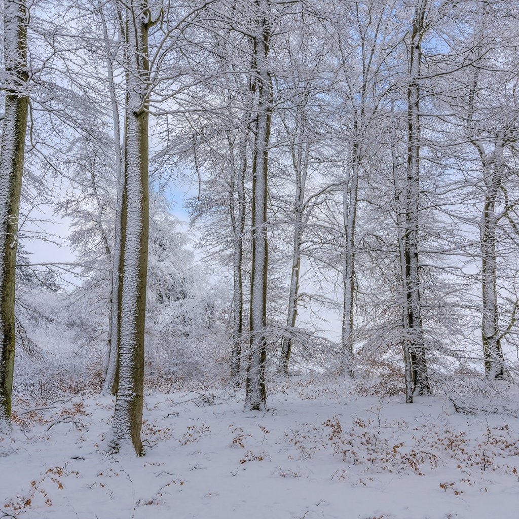 Обои деревья, снег, лес, зима, trees, snow, forest, winter разрешение 2048x1365 Загрузить