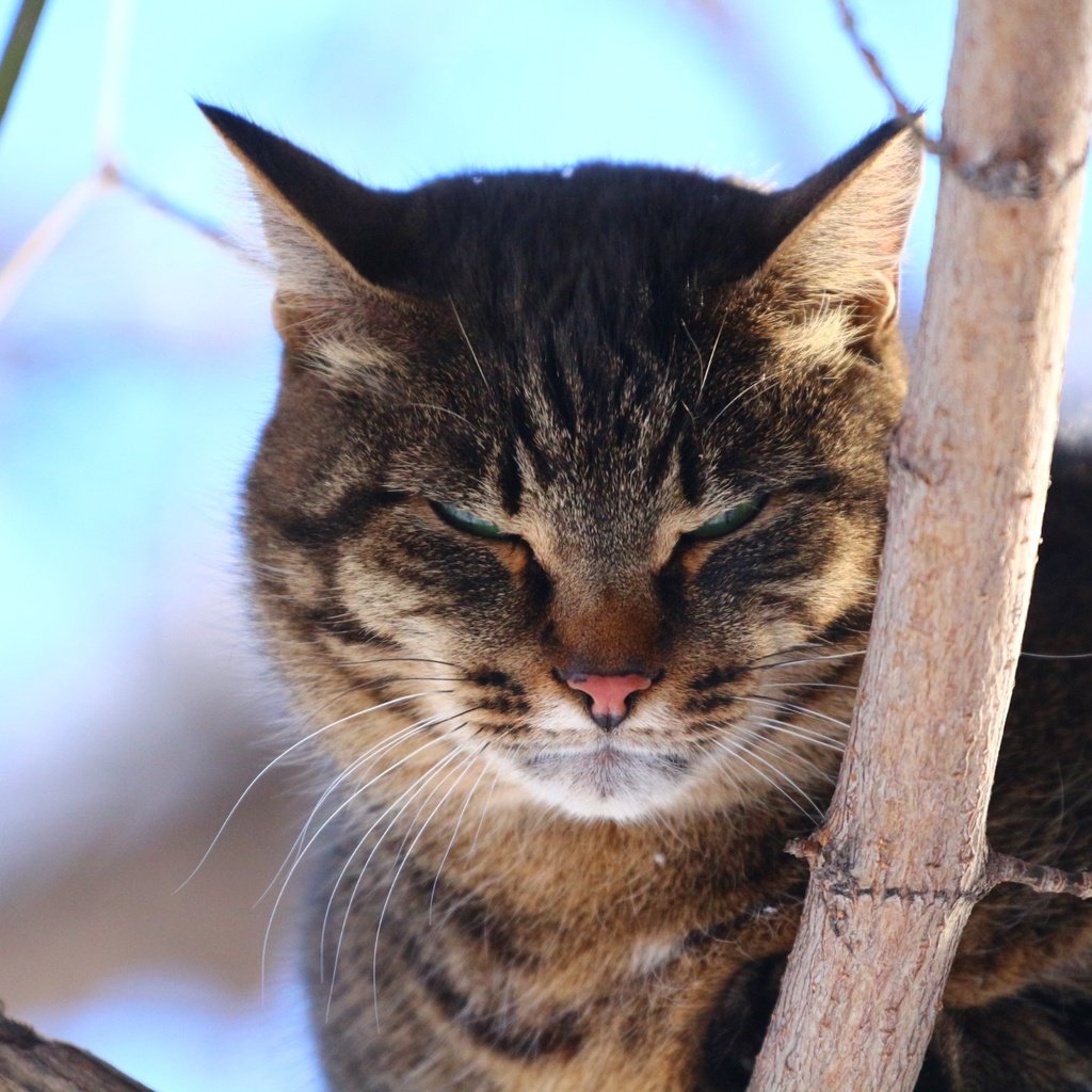 Обои дерево, кот, взгляд, tree, cat, look разрешение 1920x1280 Загрузить