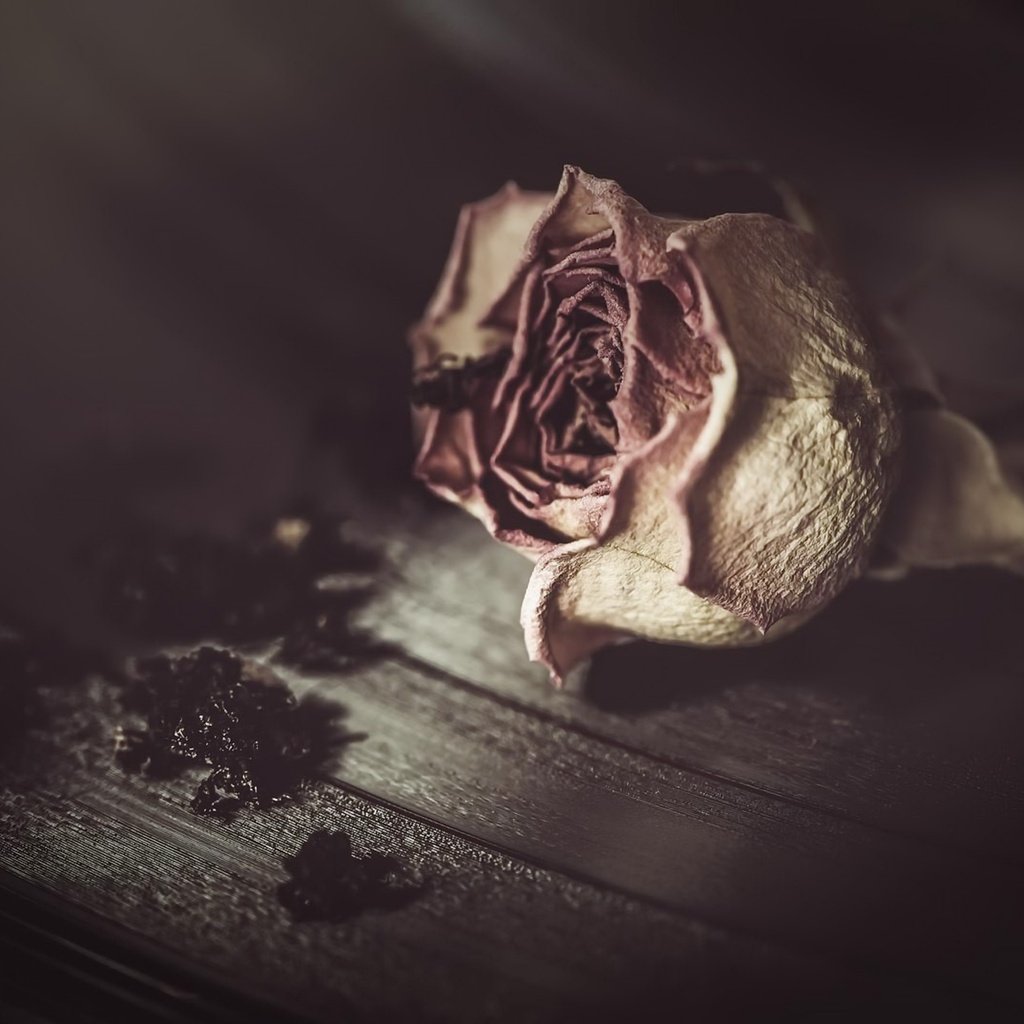 Обои фон, цветок, роза, background, flower, rose разрешение 1920x1282 Загрузить