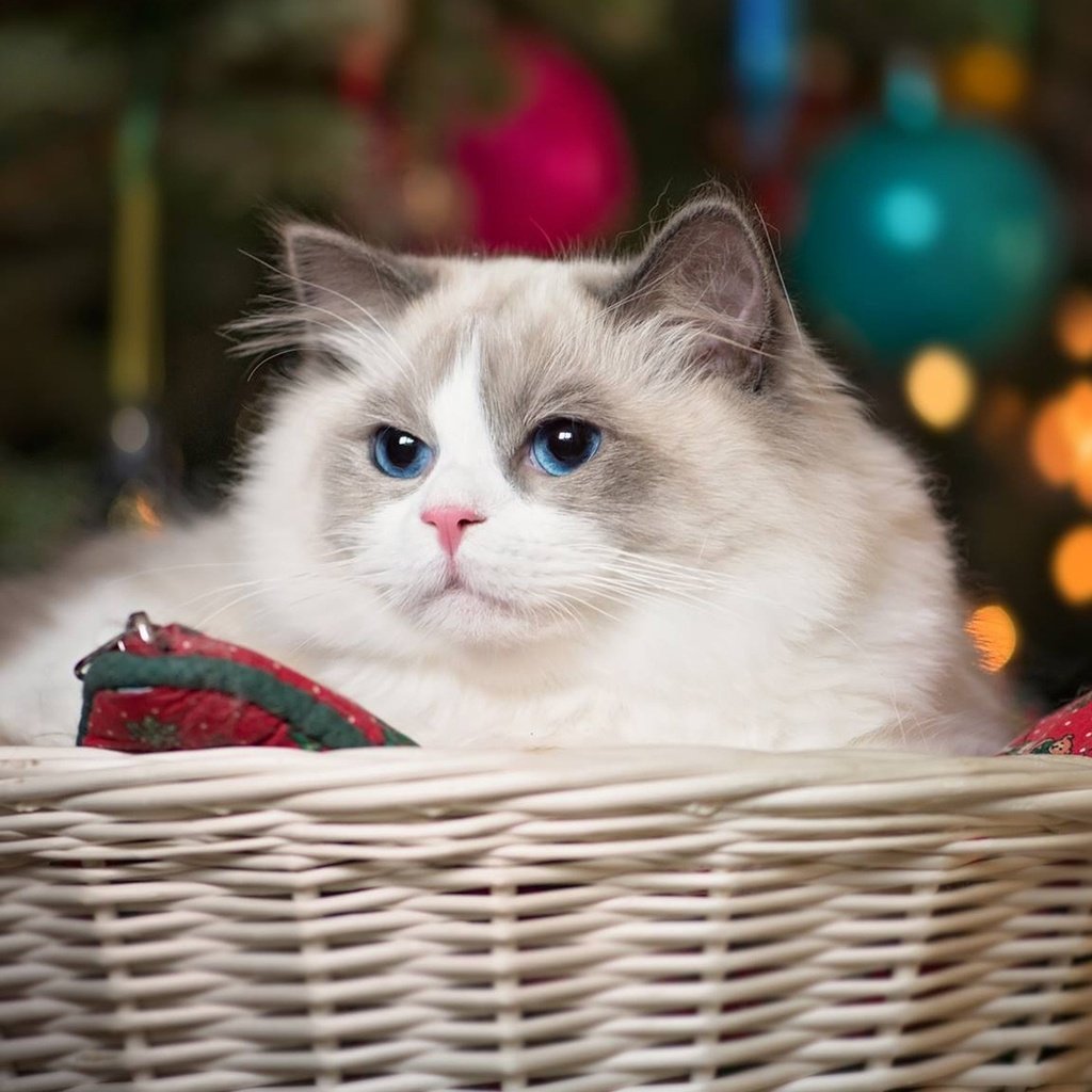 Обои кошка, красавица, корзина, голубые глаза, рэгдолл, cat, beauty, basket, blue eyes, ragdoll разрешение 1920x1080 Загрузить