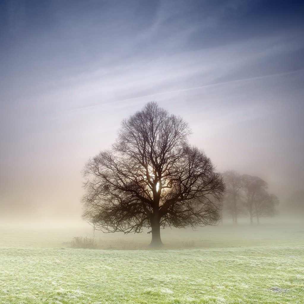 Обои природа, дерево, туман, поле, nature, tree, fog, field разрешение 2560x1707 Загрузить