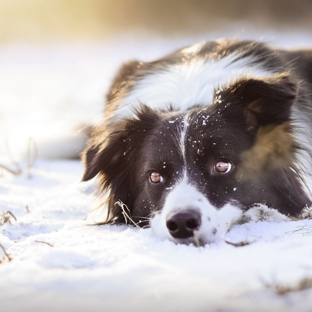 Обои снег, взгляд, собака, snow, look, dog разрешение 2560x1552 Загрузить