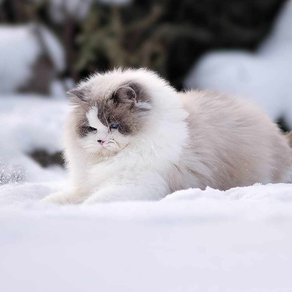 Обои снег, зима, кошка, пушистая, рэгдолл, snow, winter, cat, fluffy, ragdoll разрешение 1920x1080 Загрузить