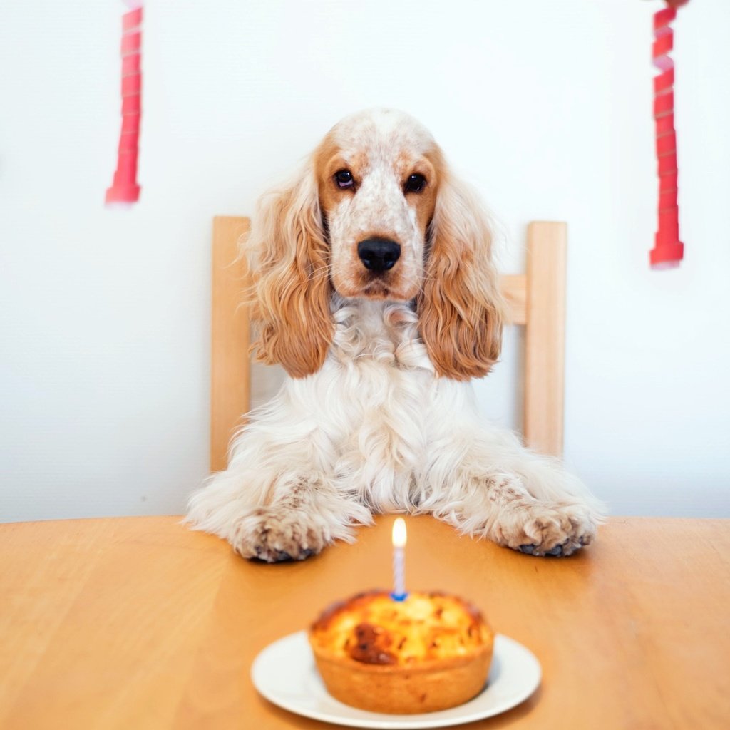 Обои собака, дом, с днем ​​рождения, dog, house, happy birthday разрешение 2047x1310 Загрузить