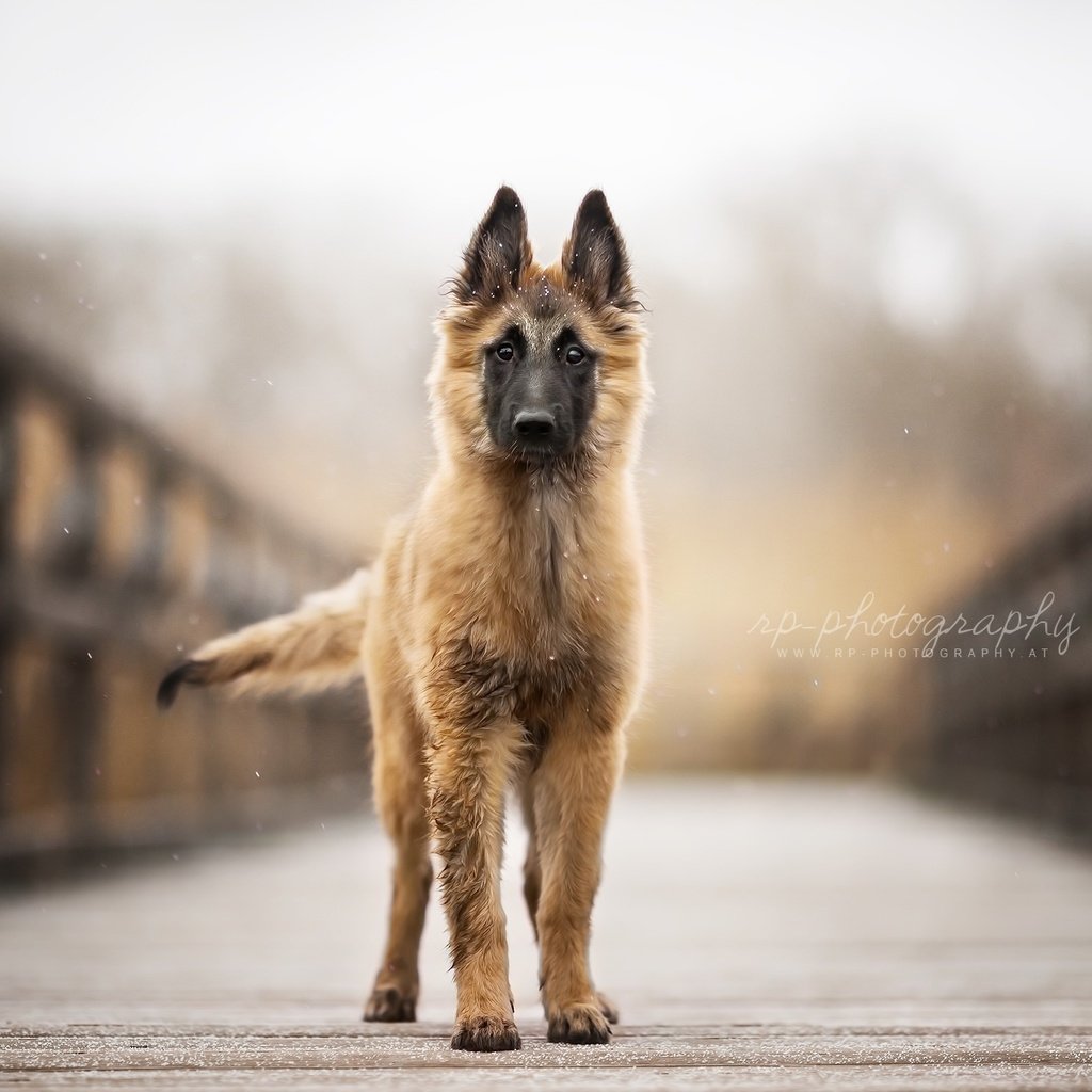 Обои взгляд, собака, друг, бельгийская овчарка, тервюрен, look, dog, each, belgian shepherd, tervuren разрешение 2024x1296 Загрузить