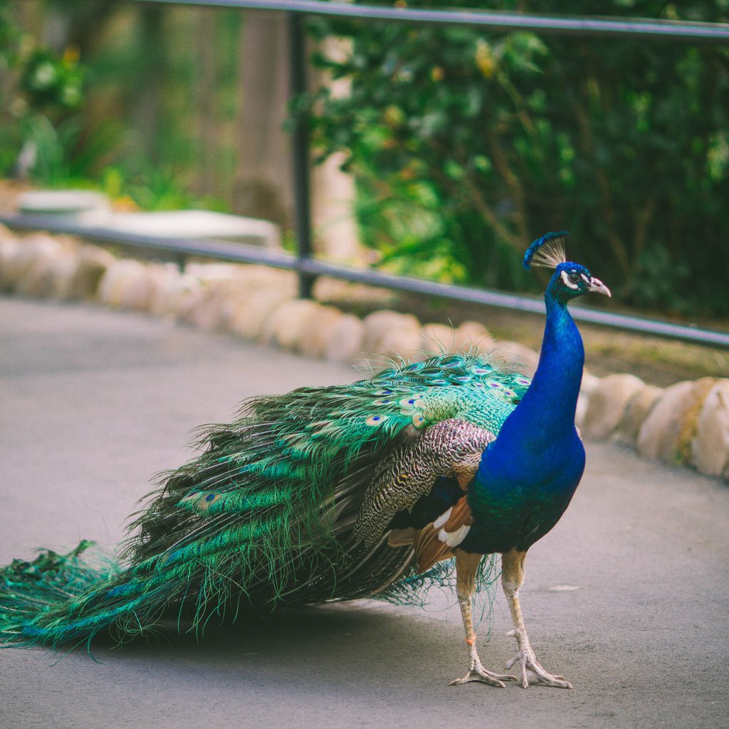 Обои птица, павлин, оперение, bird, peacock, tail разрешение 2048x1365 Загрузить