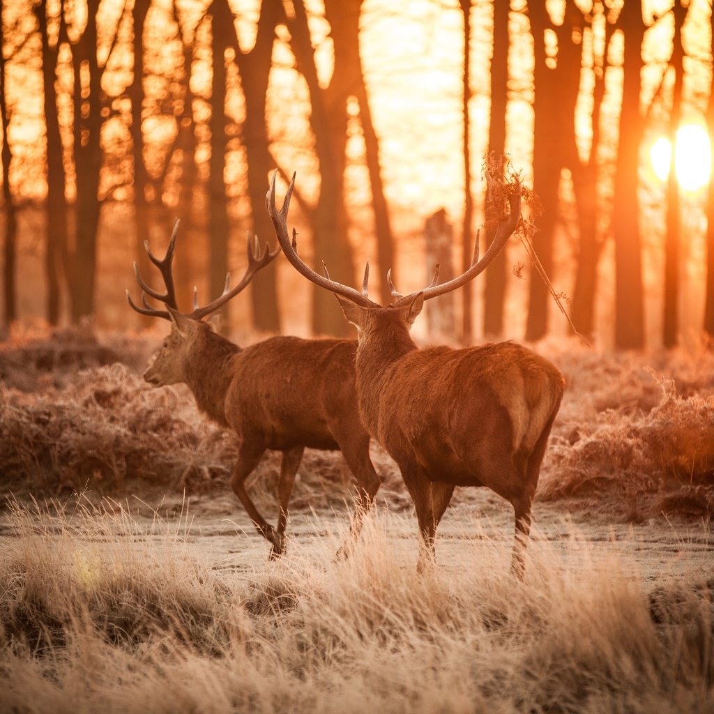 Обои лес, рога, олени, dusk, forest, horns, deer разрешение 5616x3744 Загрузить