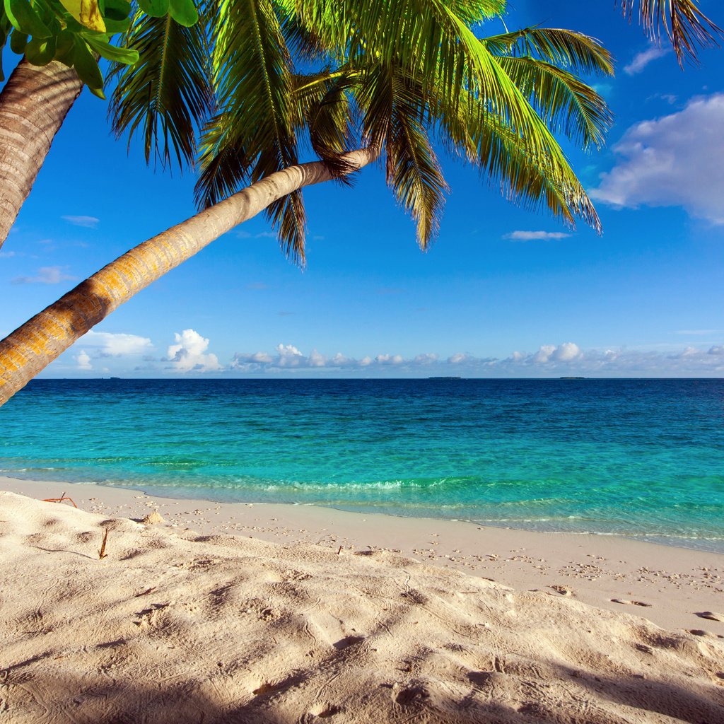 Обои море, песок, пляж, пальмы, отдых, тропики, круиз, sea, sand, beach, palm trees, stay, tropics, cruise разрешение 6440x3623 Загрузить