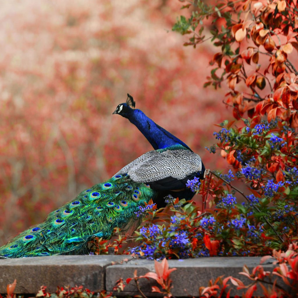 Обои цветы, птица, павлин, хвост, боке, flowers, bird, peacock, tail, bokeh разрешение 2048x1152 Загрузить