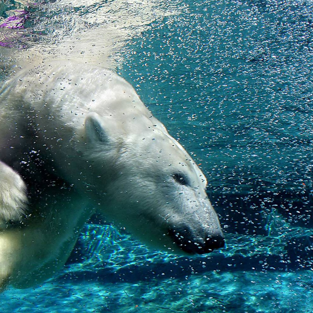 Обои вода, полярный медведь, медведь, пузыри, под водой, белый медведь, water, polar bear, bear, bubbles, under water разрешение 2560x1600 Загрузить