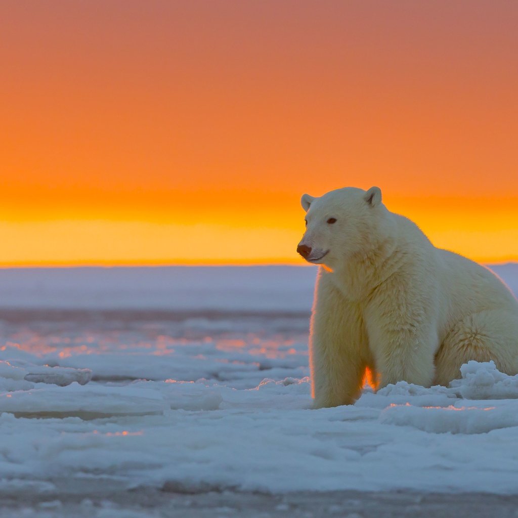 Обои закат, лёд, белый медведь, аляска, sunset, ice, polar bear, alaska разрешение 3720x2480 Загрузить