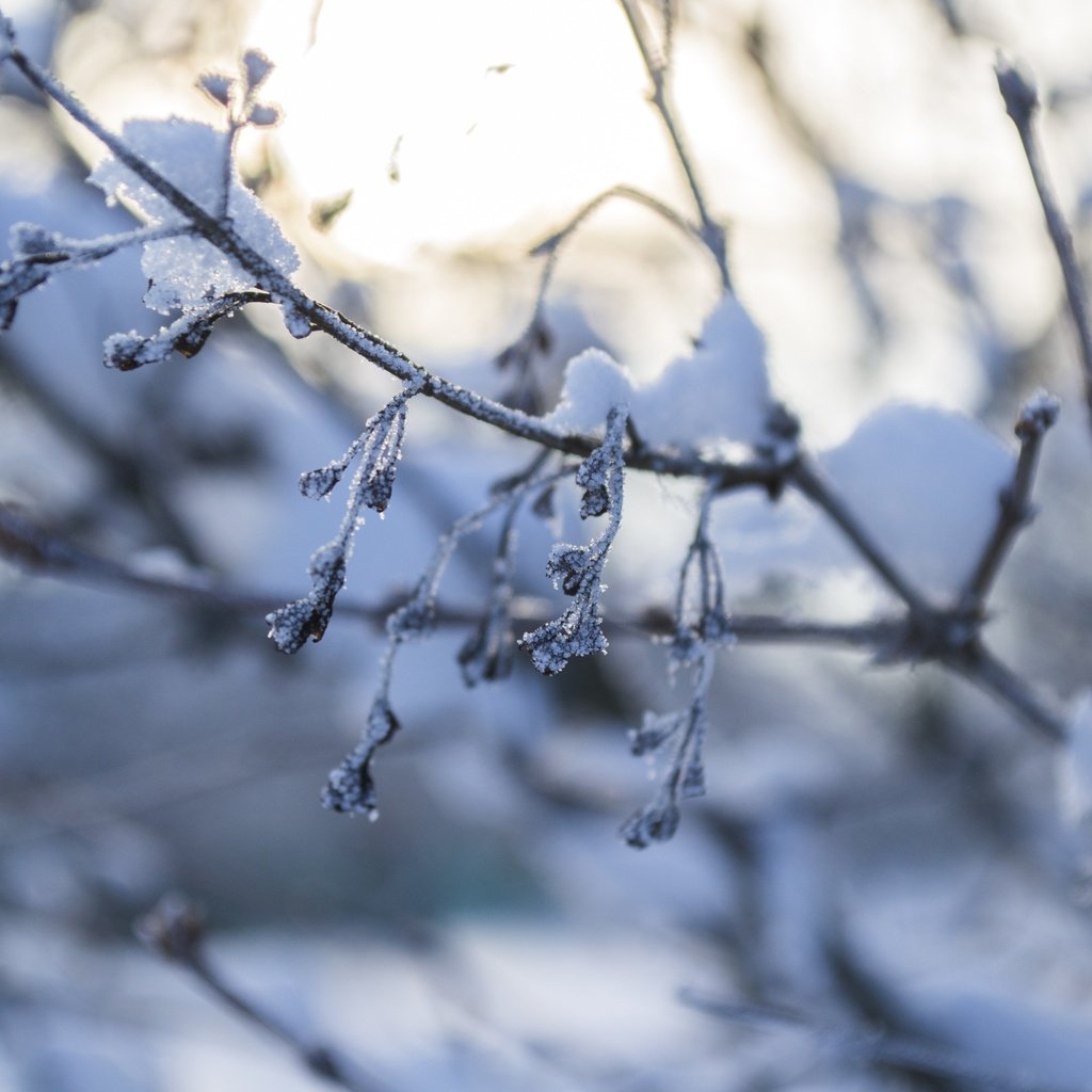 Обои снег, природа, зима, макро, ветки, мороз, snow, nature, winter, macro, branches, frost разрешение 4608x3072 Загрузить