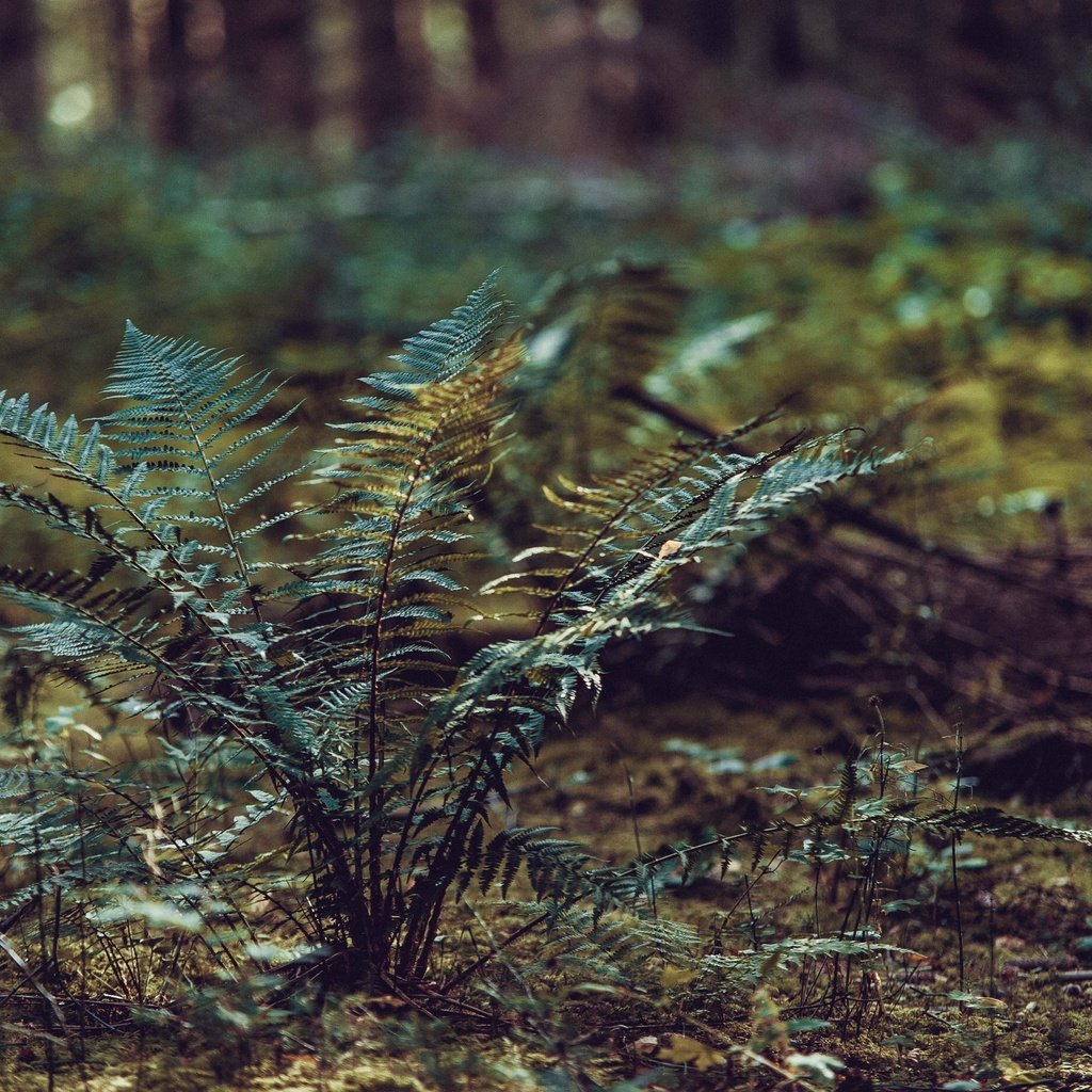 Обои трава, природа, растения, папоротник, grass, nature, plants, fern разрешение 4256x2832 Загрузить