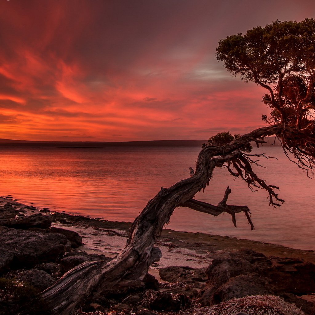 Обои облака, природа, дерево, закат, пейзаж, море, clouds, nature, tree, sunset, landscape, sea разрешение 1920x1080 Загрузить