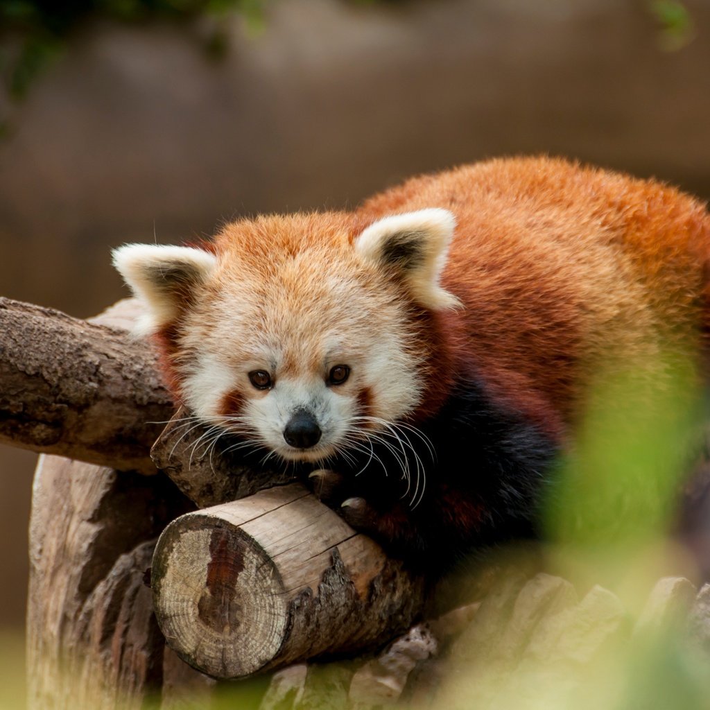 Обои животные, красная панда, зоопарк, малая панда, animals, red panda, zoo разрешение 4288x2848 Загрузить