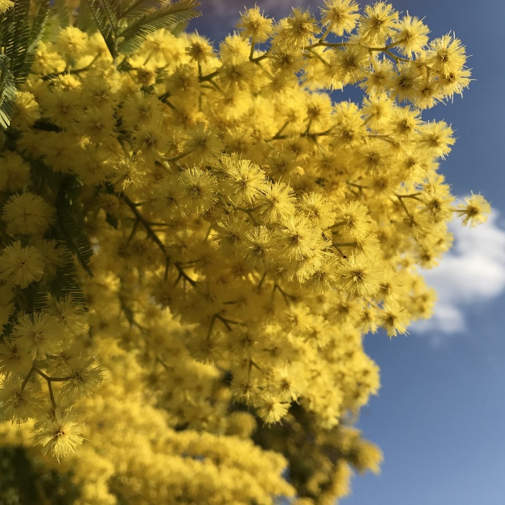 Обои небо, цветы, ветки, весна, мимоза, the sky, flowers, branches, spring, mimosa разрешение 4032x2903 Загрузить