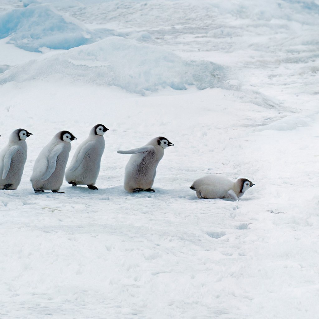 Обои птицы, пингвин, антарктида, пингвины, антарктика, птенцы, императорский пингвин, сноу-хилл-айленд, birds, penguin, antarctica, penguins, chicks, emperor penguin, snow hill island разрешение 1920x1080 Загрузить