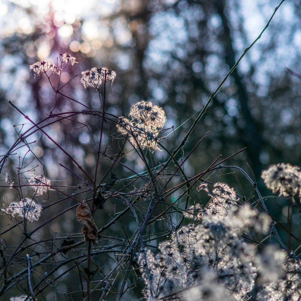 Обои природа, растения, лес, зима, боке, nature, plants, forest, winter, bokeh разрешение 6000x4000 Загрузить