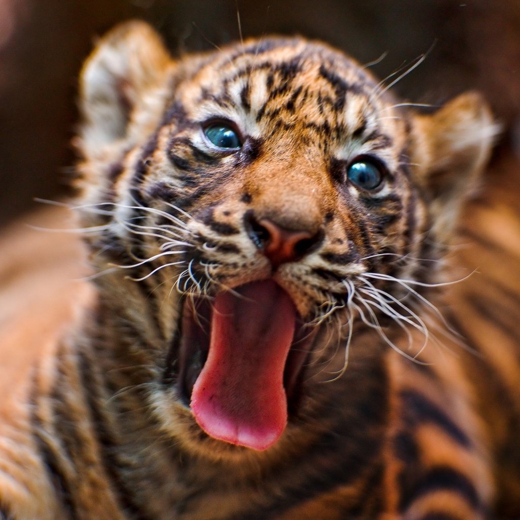 Обои тигр, животные, тигренок, дикие кошки, язык, tiger, animals, wild cats, language разрешение 1920x1200 Загрузить