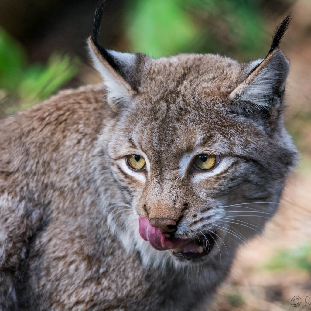 Обои морда, рысь, животные, хищник, язык, дикая кошка, облизывается, face, lynx, animals, predator, language, wild cat, licked разрешение 2048x1463 Загрузить