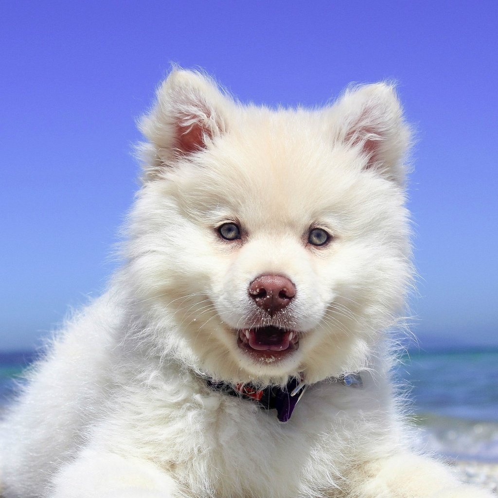 Обои природа, пейзаж, море, пляж, собака, щенок, самоед, nature, landscape, sea, beach, dog, puppy, samoyed разрешение 3840x2160 Загрузить